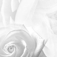 Кухонный фартук Цветы 217 МДФ матовый (3000) Flowers в Губкинском - gubkinskiy.mebel24.online | фото